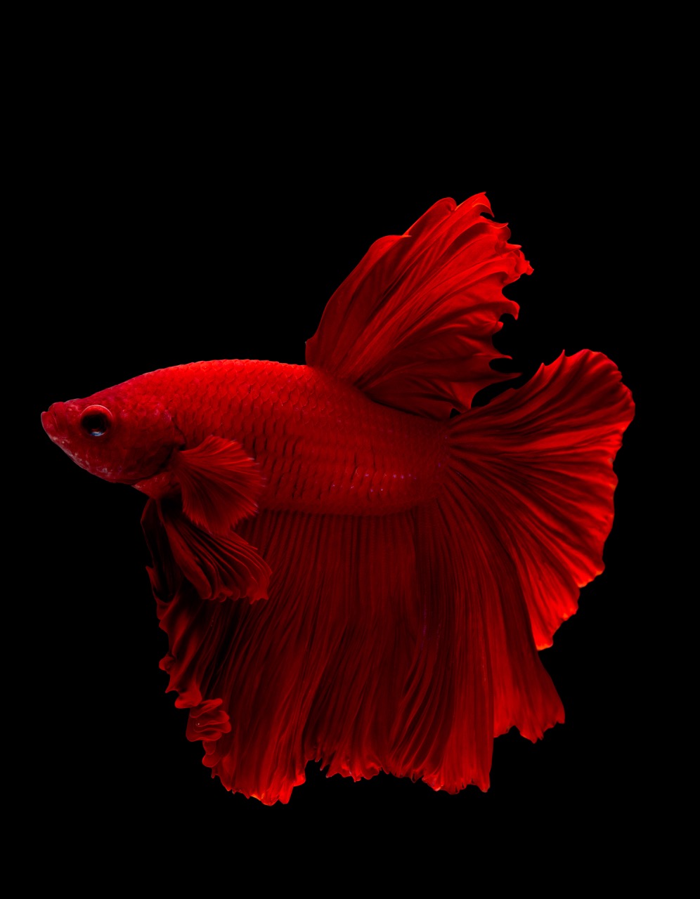 Betta siamois rouge